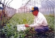 ブラックシリカ農法 / トマトの無農薬有機栽培