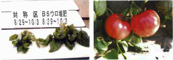ブラックシリカ農法 / トマトの無農薬有機栽培